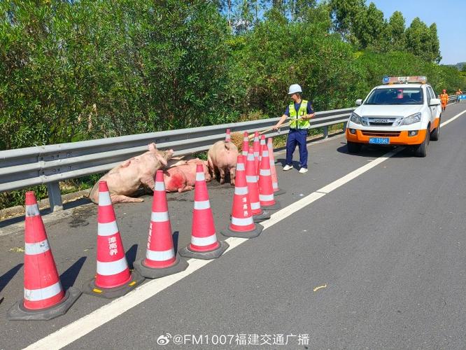 7座面包车一直晃动还发出恶臭 高速交警一查竟塞了23头猪