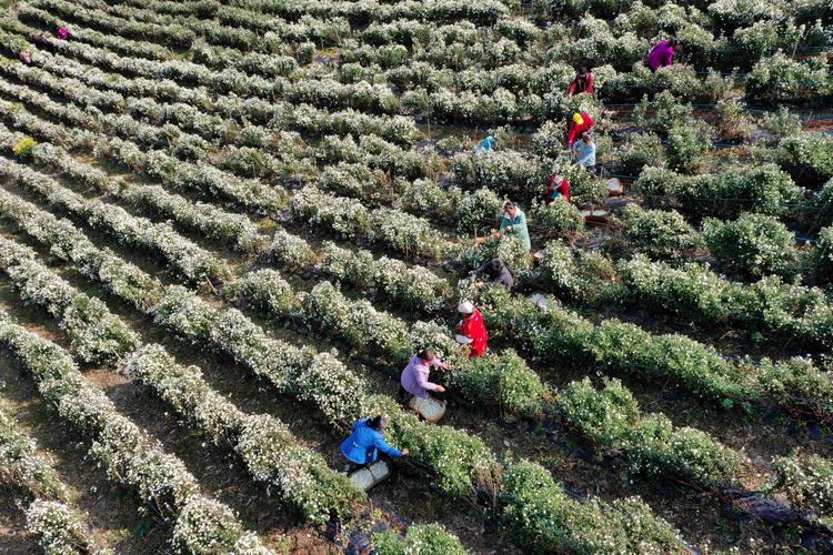 黄花飘香采摘忙 精准滴灌助增产保增收